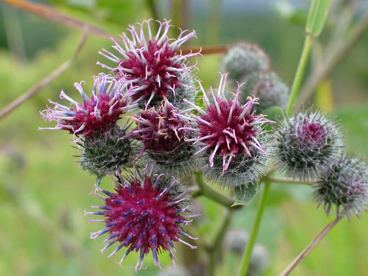 Репейник lappa. Как называется репейник. Репейник и липучка. Репейник медонос. Лопух репейник.