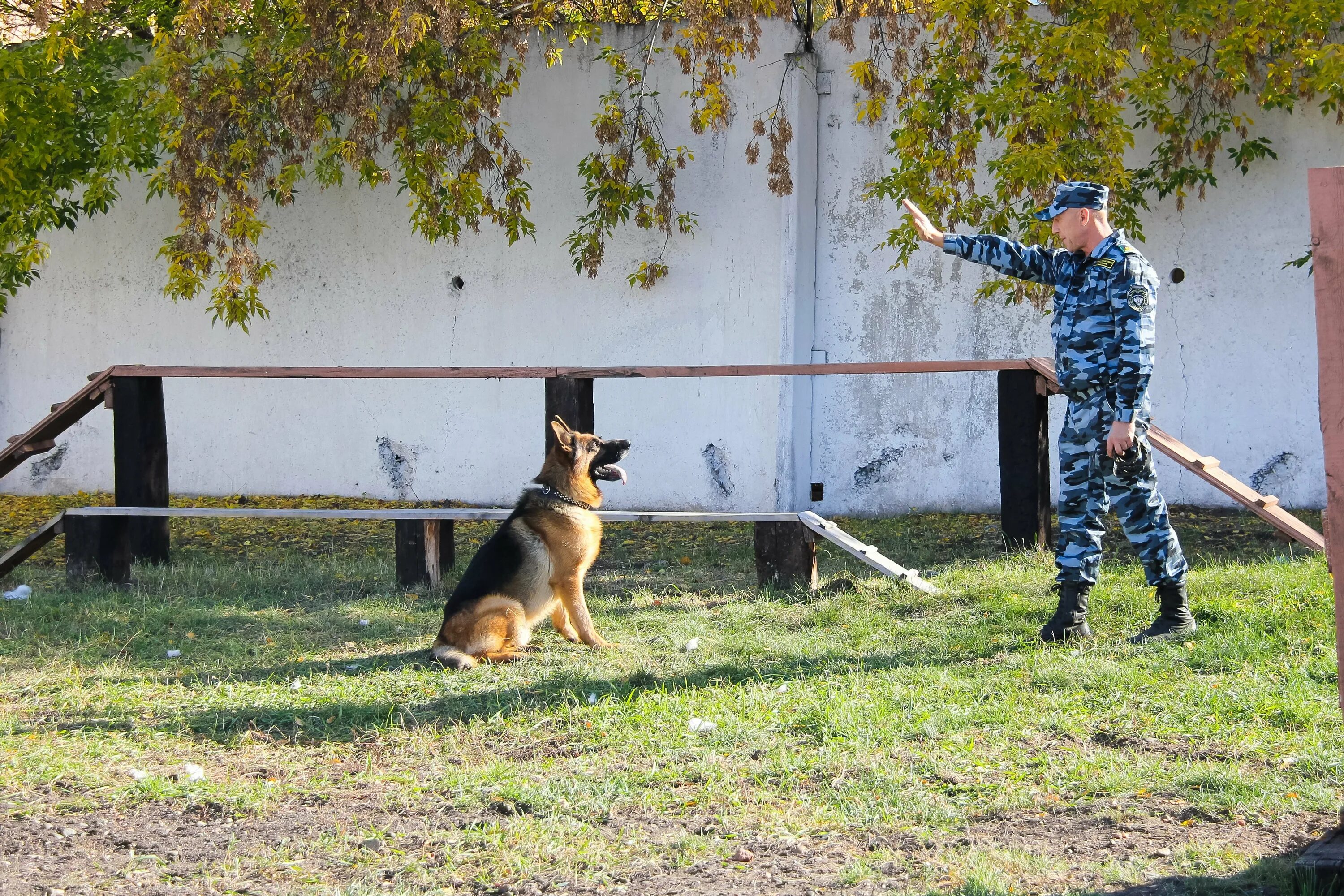 Кинолог гуфсин. Какие предметы сдавать на кинолога. Профессия кинолог. Кинолог предметы для поступления. Какие предметы сдавать на кинолога после 11.