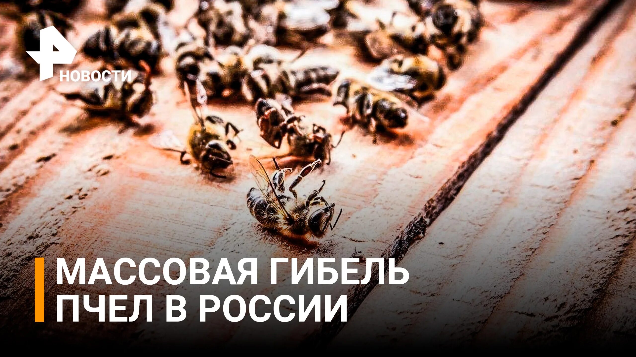 Массовая гибель пчел. Массовый мор пчел. В России массово гибнут пчелы. Пчелы черного цвета гибнут. Массово гибнут