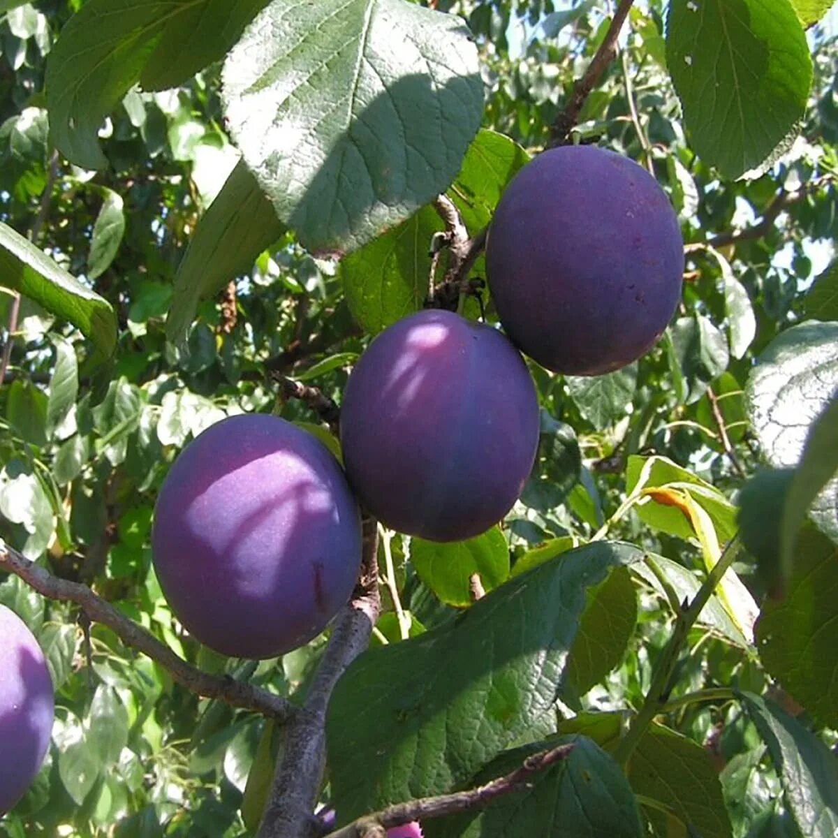 Слива Ренклод Теньковский. Слива Ренклод Советский. Слива Prunus domestica.