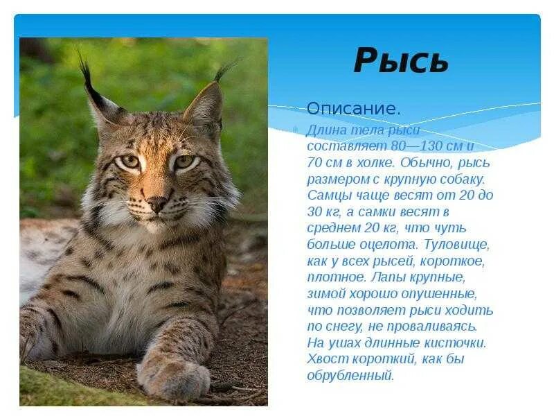 Сообщение о животном мире