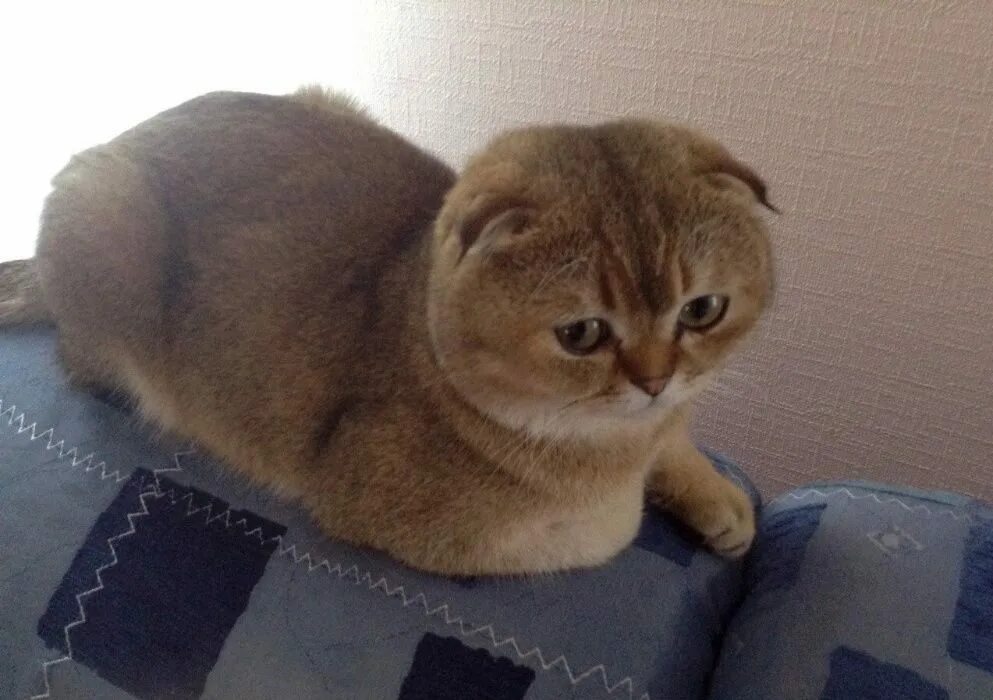 Авито вязка. Авито вязка. Юла северодвинск вязка кошек. Шотландский кот прямоухий кремовый. Шотландская кошка прямоухая персиковая.