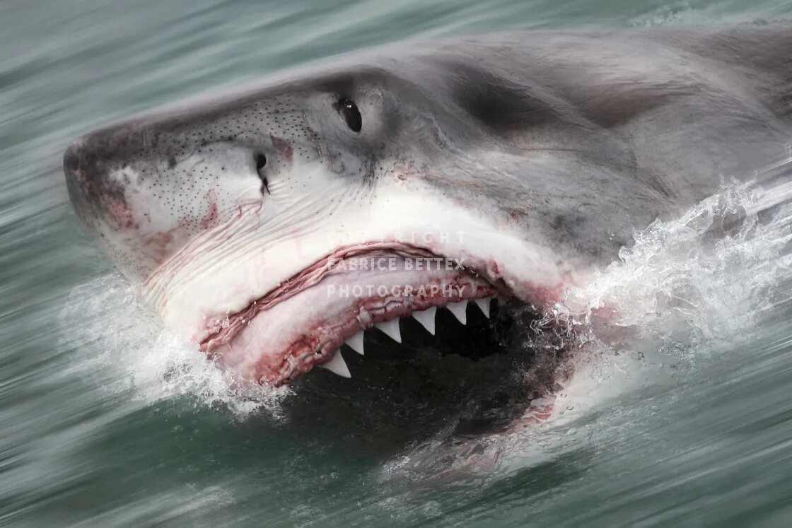 Самая жуткая акула. Нападение акулы МЕГАЛОДОН. Белая акула кархародон. Большая белая акула (Carcharodon carcharias). Акула белая, акула-людоед, кархародон.
