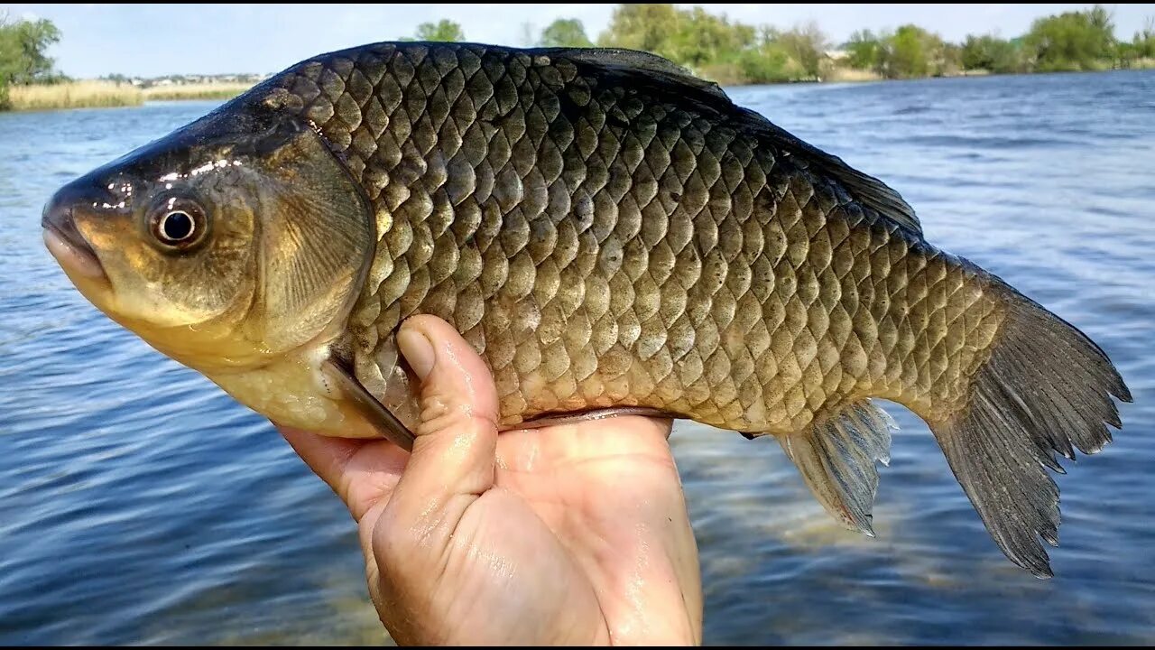 Мухтельский карась. Серебряный карась (Carassius gibelio). Карась мабуна. Карась Речной.