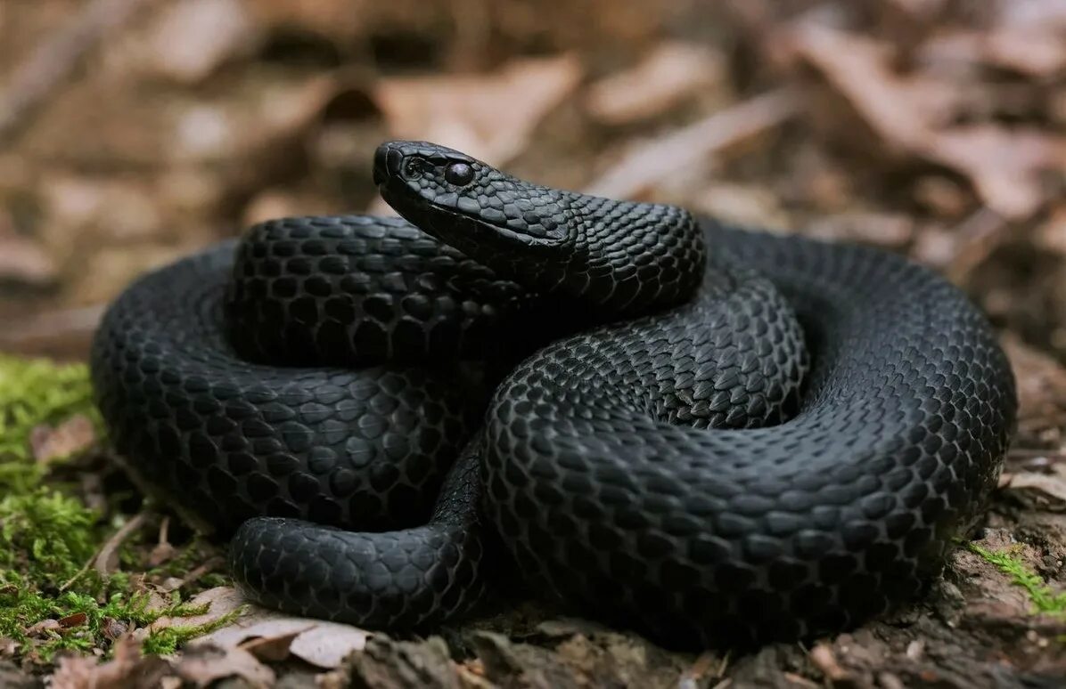 Обыкновенный уж меланист. Змея уж и гадюка. Смея уж. Змея уж обыкновенный. Гадюка никольского (vipera nikolskii).