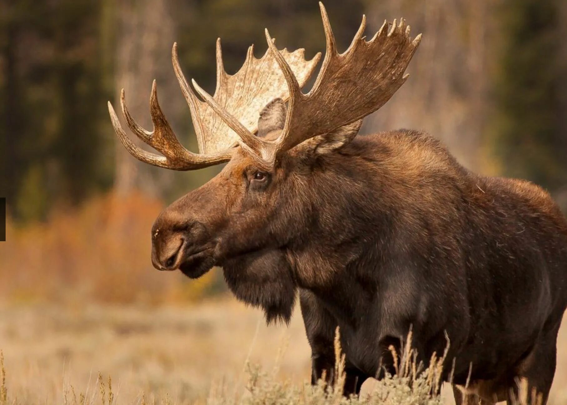 Yellowstone National Park Moose. Аляскинский Лось. Уссурийский Лось. Американский Лось Северной Америки.