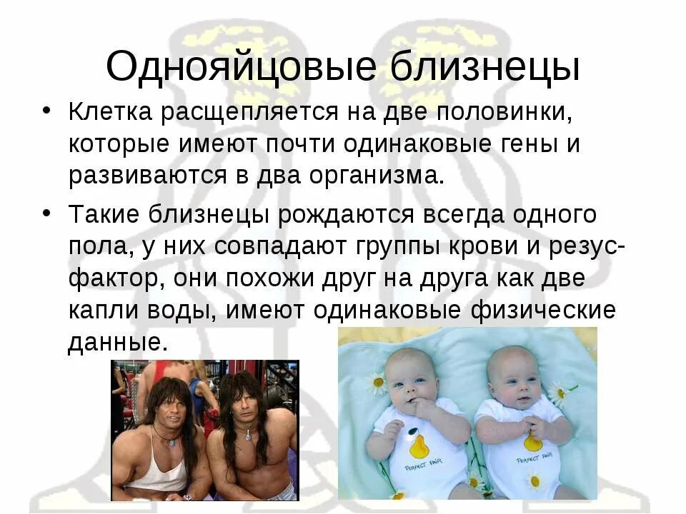 Близнец 1 2 3 4. Презентация на тему близнецы. близнецы для презентации. однояйцевые близнецы.