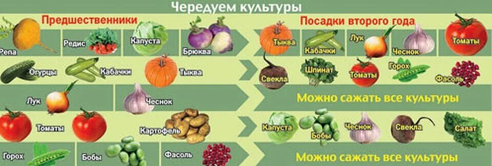 После каких культур можно сажать клубнику. После чегосажпть кьубнику. После чего сажать землянику. Севооборот овощных культур. После чего сажать клубнику на следующий год.