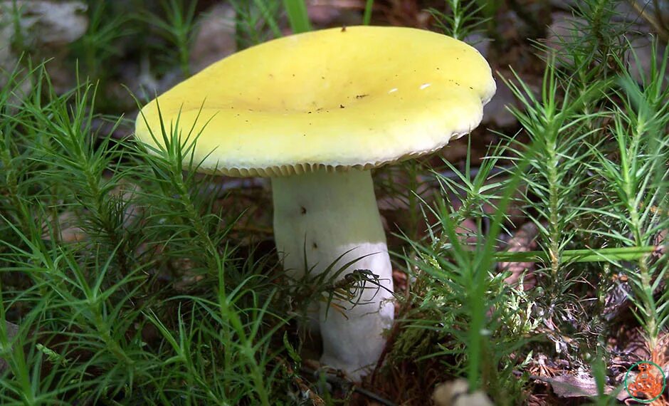 Сыроежки разные. Сыроежка гриб. Сыроежки несъедобные. Сыроежки съедобные. Сыроежка синявка.