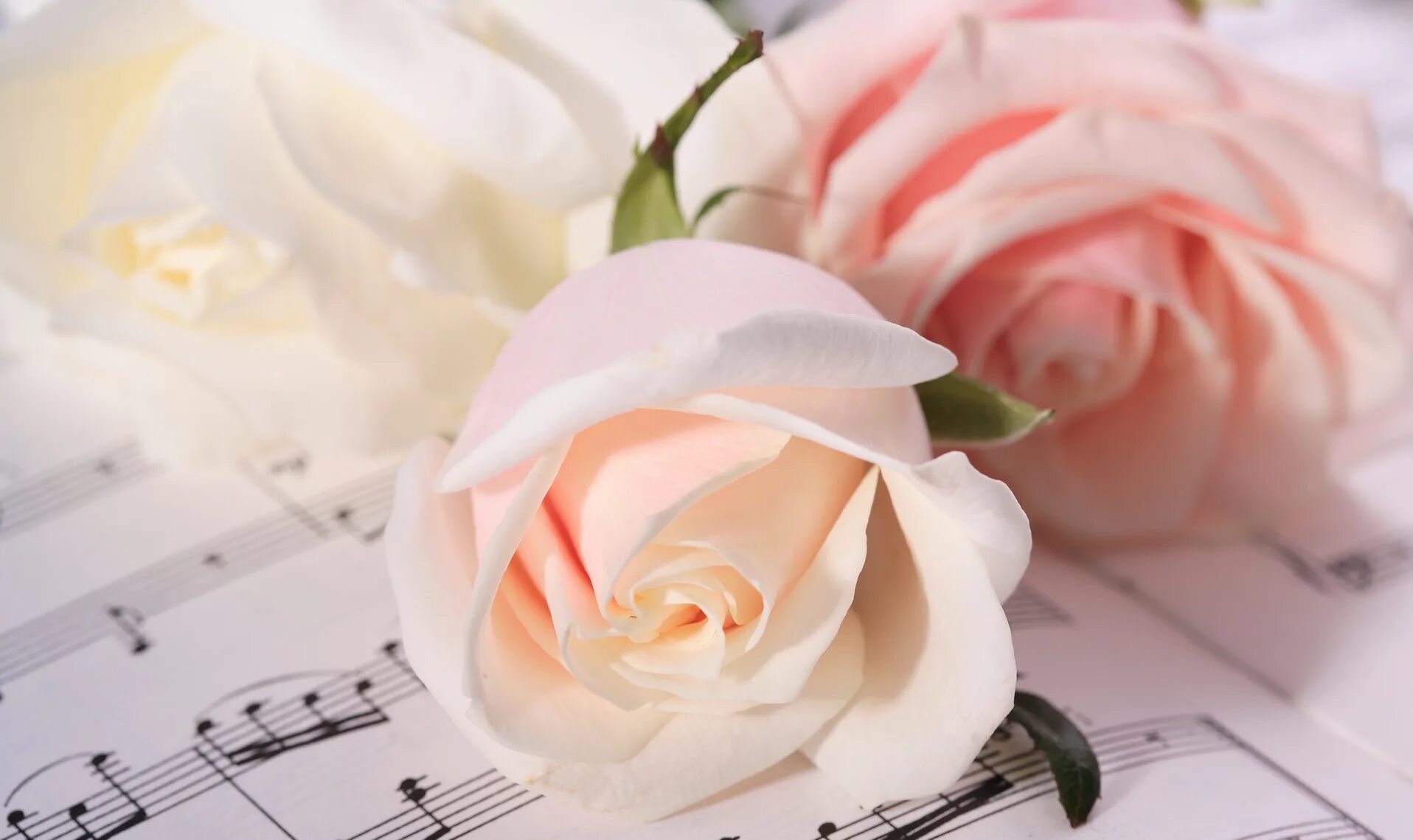 Цветы с красивой песней. Ноты и цветы. Розы и Ноты. Красивые цветы и Ноты. Цветы и Ноты картинки.