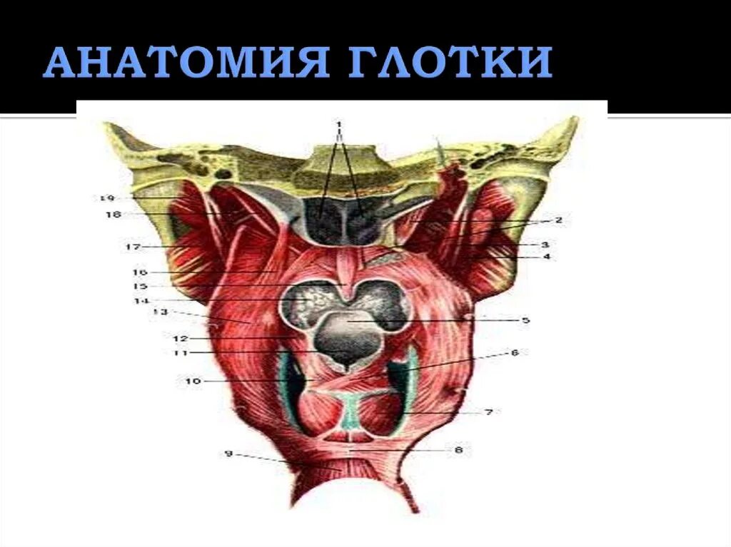 Гортань кошки. Строение глотки животных. Гортань животных анатомия.