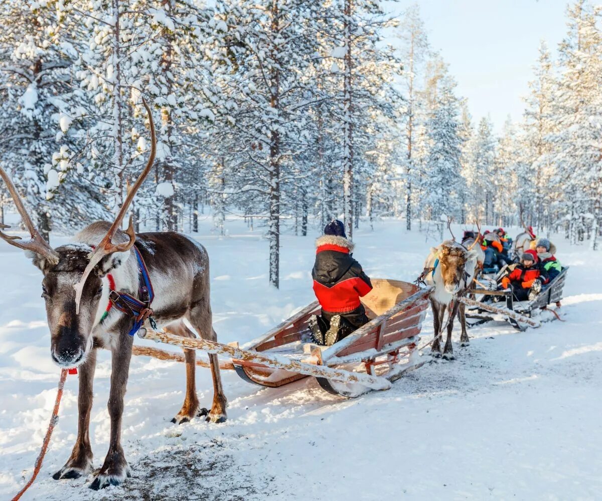 Северные развлечения. Финляндия Оленья упряжка. Оленьи упряжки Лапландия. Лапландия парк Оленья ферма. Reindeer Sled Финляндия.