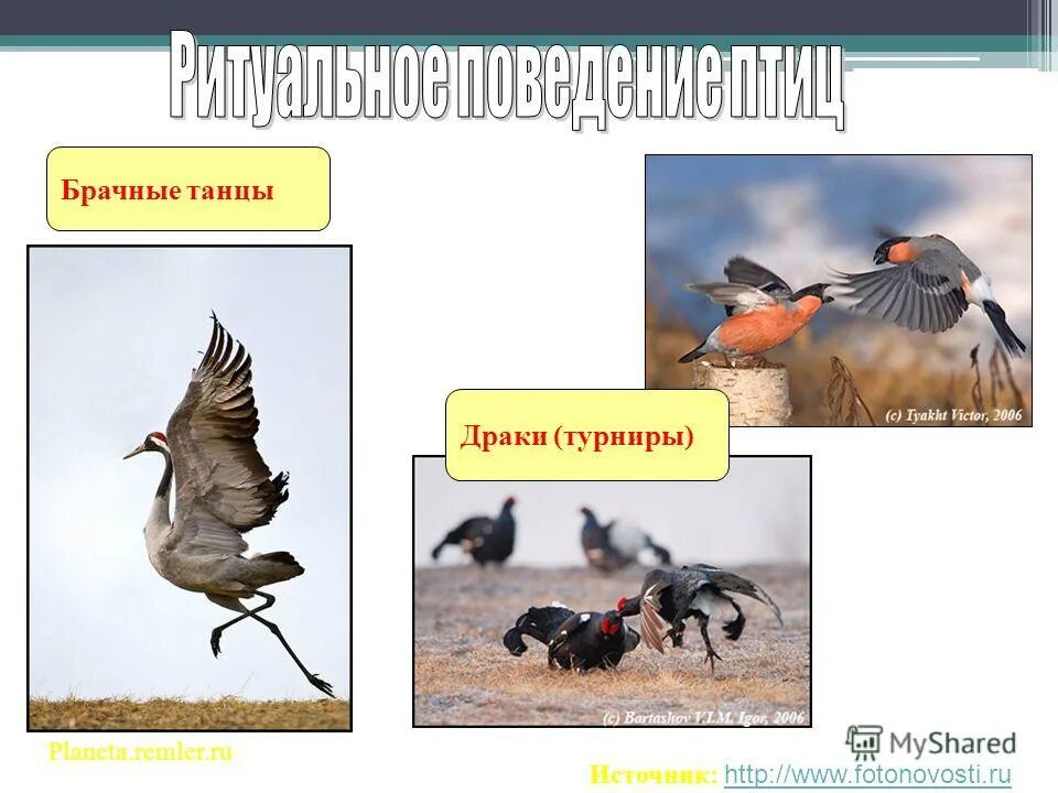 Размножение птиц презентация 7 класс