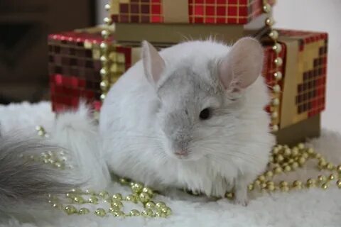 Шиншилла длинношерстная