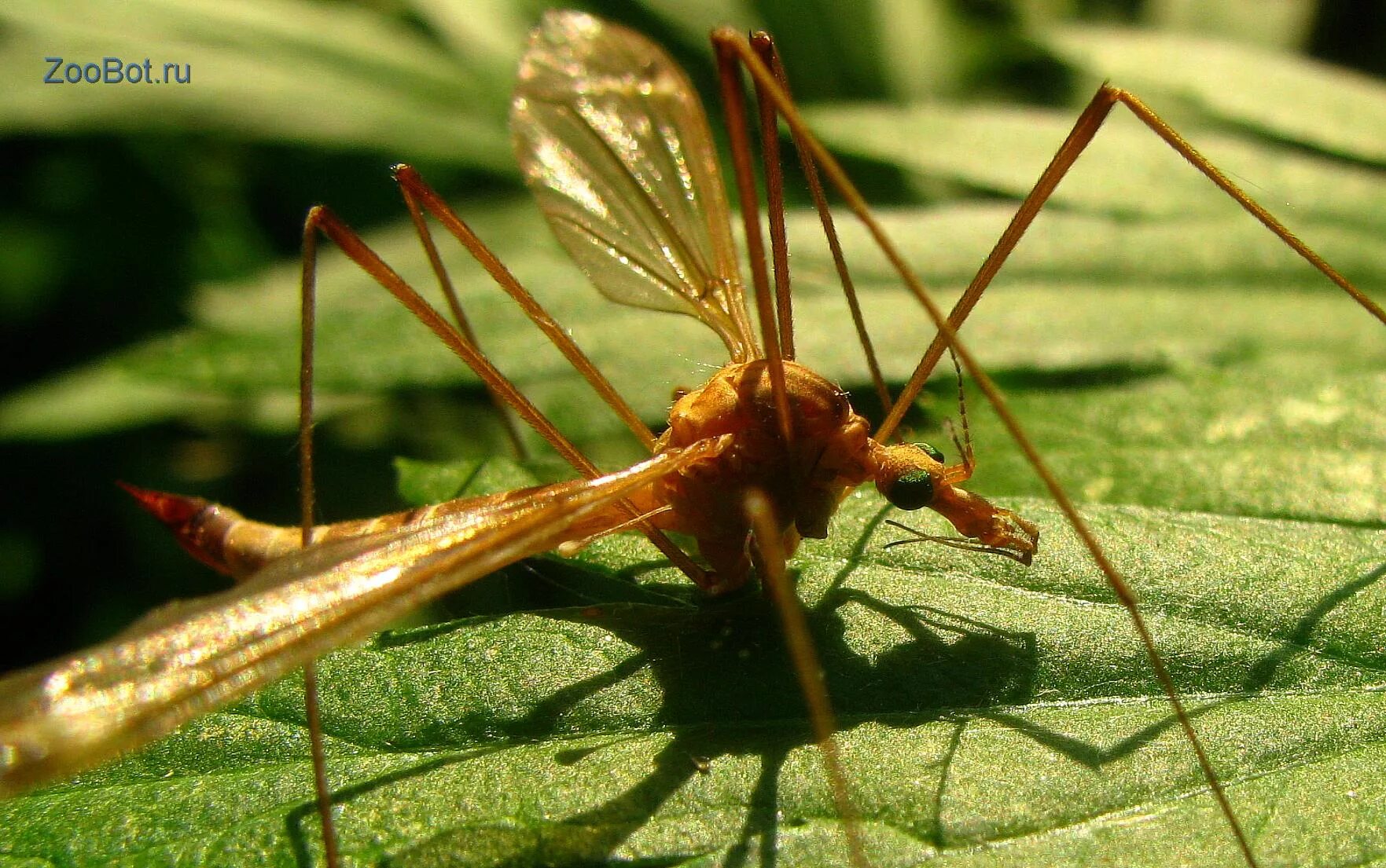 малярийный комар анофелес. африканский малярийный комар. малярийный москит анофелес. комар рода анофелес. малярийный москит анофелес.