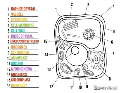 Клетка с обозначениями