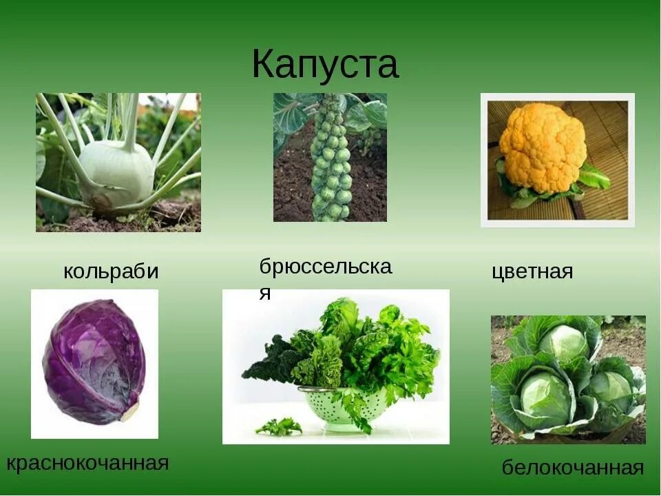 Капуста сорта и виды названиями. Капуста кольраби и белокочанная. кочанная капуста кольраби. краснокочанная капуста кольраби. систематика капусты белокочанной.
