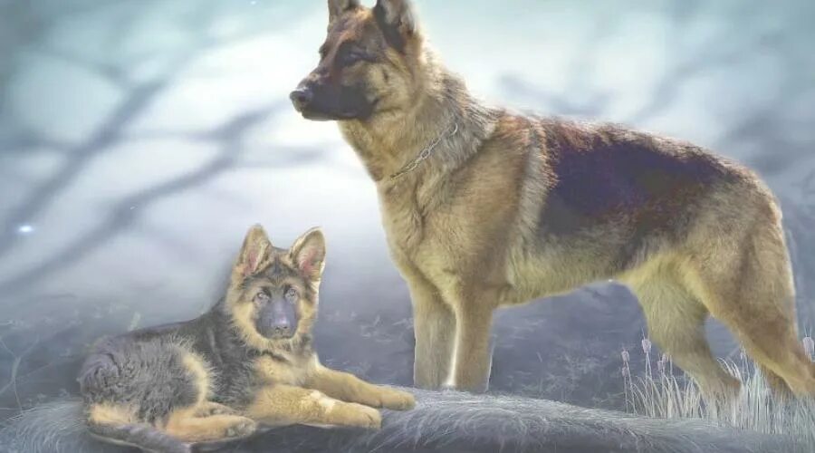 Предложение со словом собака 2 класс. Стихотворение залаяли собакин. Рисунок к словарному слову собака. Пес толкование. Толкование слов.