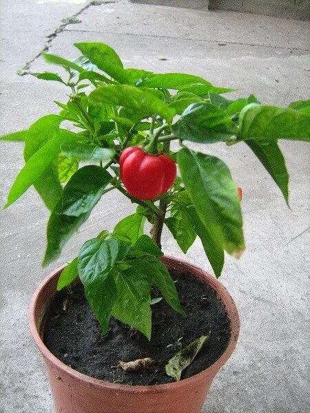 перец сорт винни пух. сорт перца бараний рог горький. перец высота куста. перец острый хабанеро красный. перец сладкий куст.