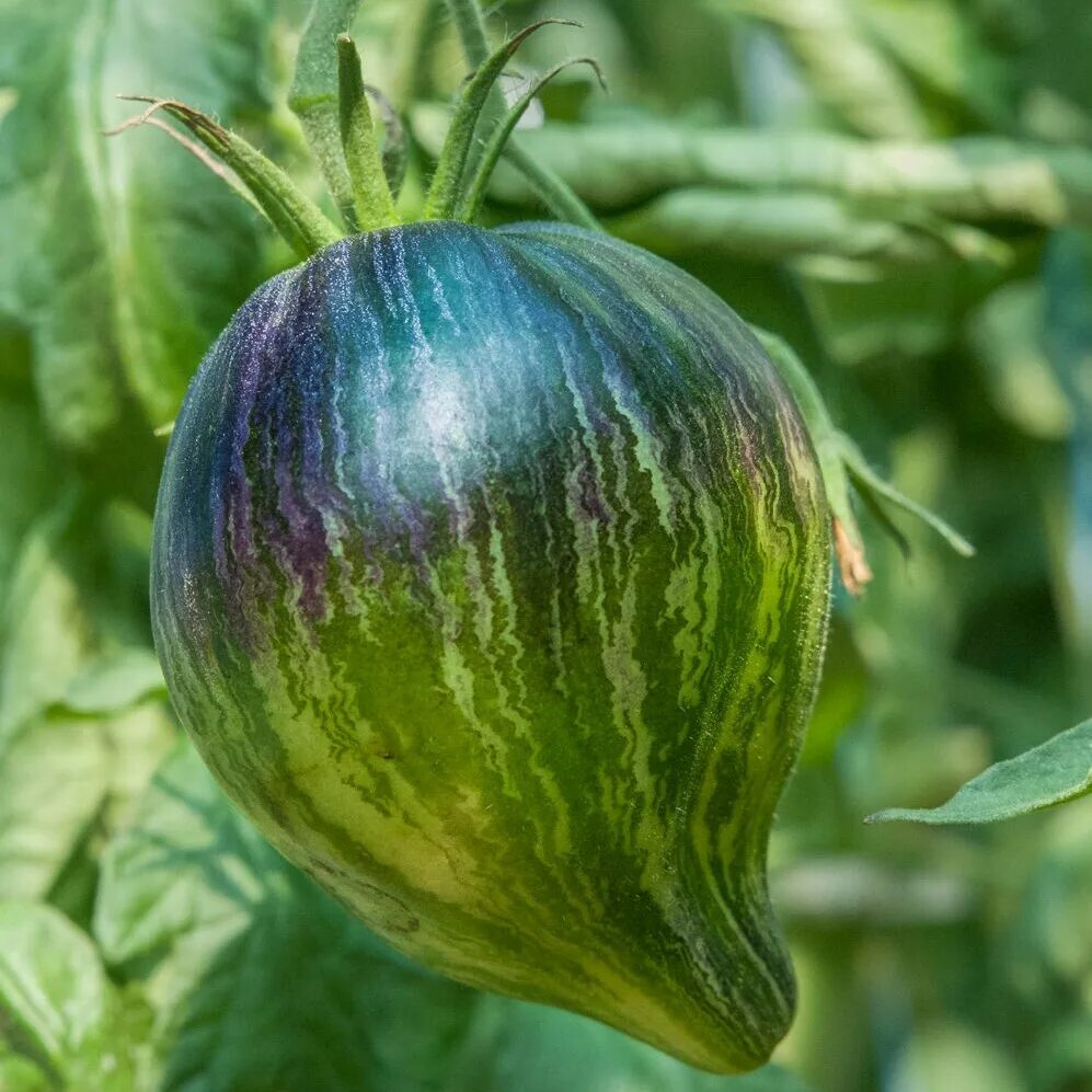 мятежный звездный истребитель томат описание. помидоры мятежный звездный истребитель. томат сорт мятежный звездный истребитель. мятежный звездный истребитель vt16. томат мятежный звёздный истребитель носатый.