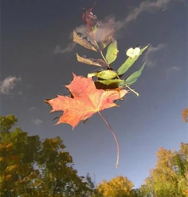 Осенний ветер срывает листья. Падающие листья. Осенний полет. Лист на ветру. Осенний ветер.
