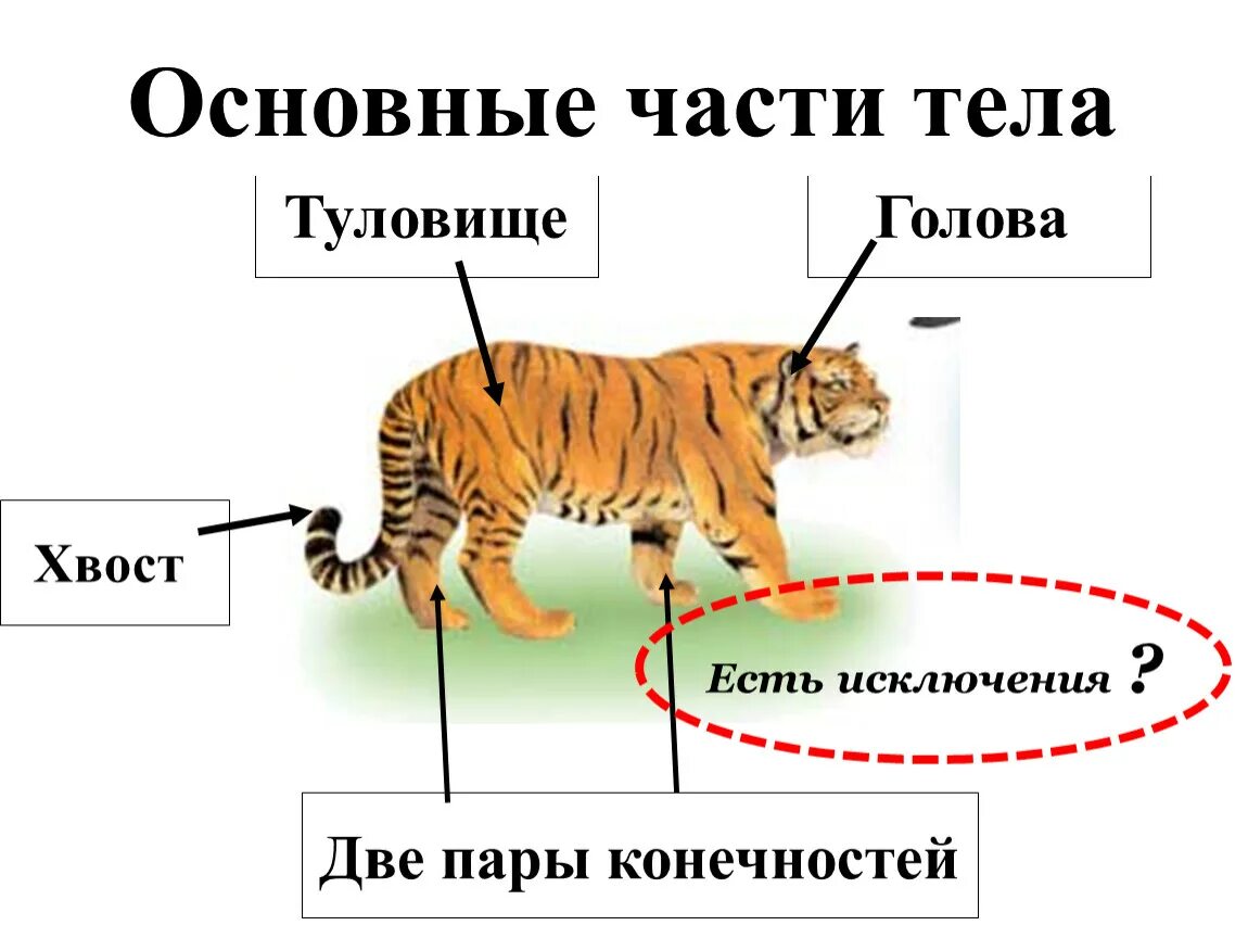 Внешнее строение животных изучает наука. Внешнее строение млекопитающих хищников. головы тело хвосты. части тела рептилии: голова, ..., туловище, хвост и две пары конечностей. голова туловище нога.
