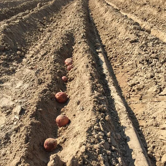 Как сажать картошку весной в открытый грунт. Посадка картофеля. Способы посадки картофеля. Посадка картошки. Посев картошки.