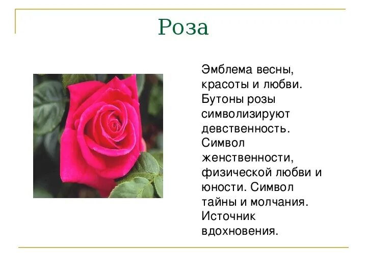 Текст про розу. Текст про розу. Описание розы. Краткая информация о розе. Информация о цветах розах.
