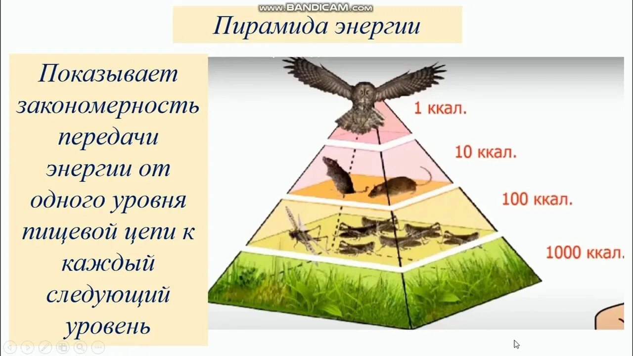 Экологическая пирамида. Пирамида энергии в экосистеме. Схема передачи энергии в пищевых цепях. Пищевая пирамида биология.