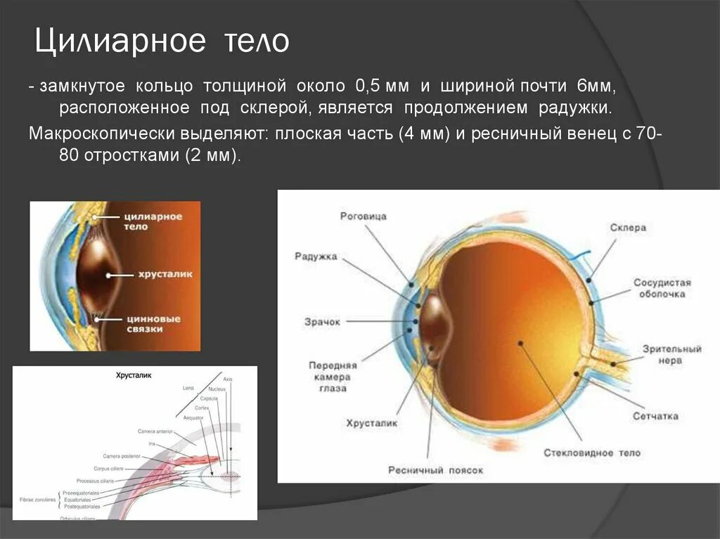 Радужка является частью оболочки глаза. Реснитчатое тело глаза строение. Строение цилиарного тела глаза. Строение и функции цилиарного тела глаза. Строение глаза анатомия ресничное тело.