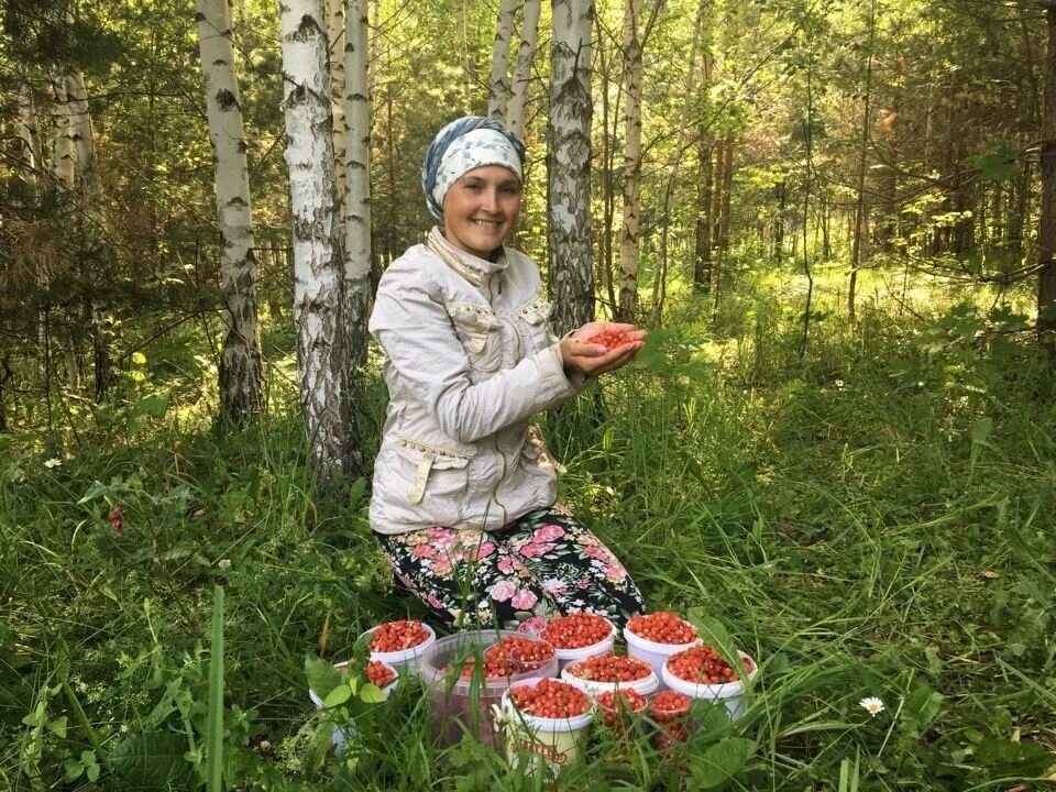 Лес за ягодами. Собирать ягоды в лесу. собирают землянику в лесу. девушка собирает ягоды в лесу. человек собирает ягоды.