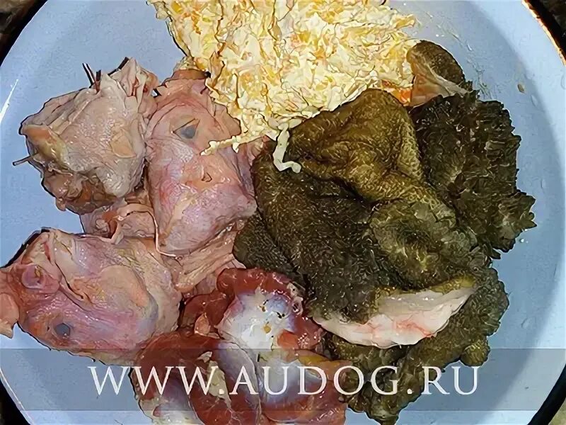 Можно ли давать собакам куриные головы. Можно ли давать собакам куриные головы