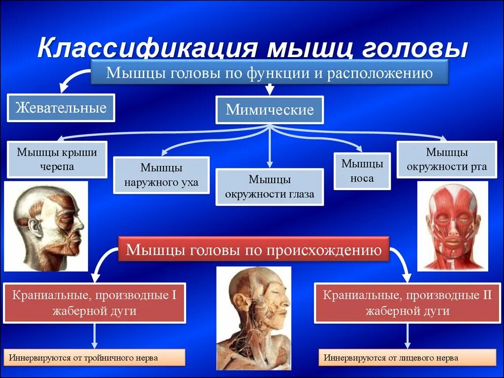 Мышцы головы и шеи классификация и функция. Классификация мышц головы по функции и расположению. Мимические мышцы головы классификация.