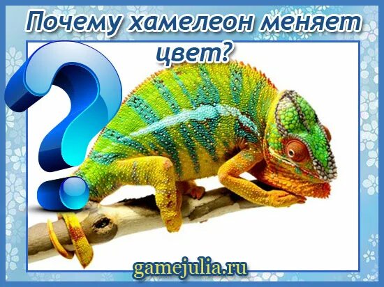 Как быстро хамелеон меняет цвет. Хамелеон меняет цвет. почему хамелеон меняет цвет. как хамелеон меняет цвет. правда ли что хамелеон меняет цвет.
