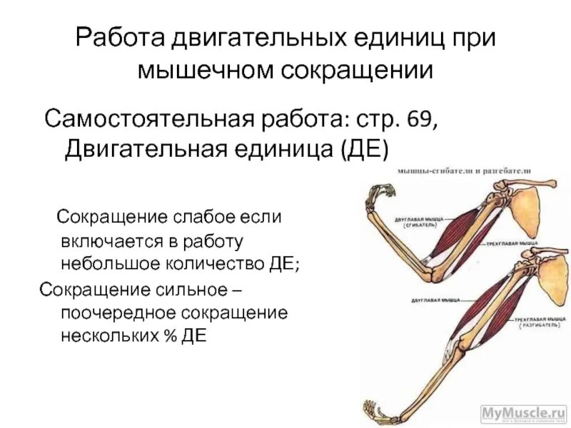 Работа мышц самостоятельная работа. Двигательная единица мышцы. строение двигательной единицы мышцы. понятие о двигательной единице. схема двигательной единицы мышцы.