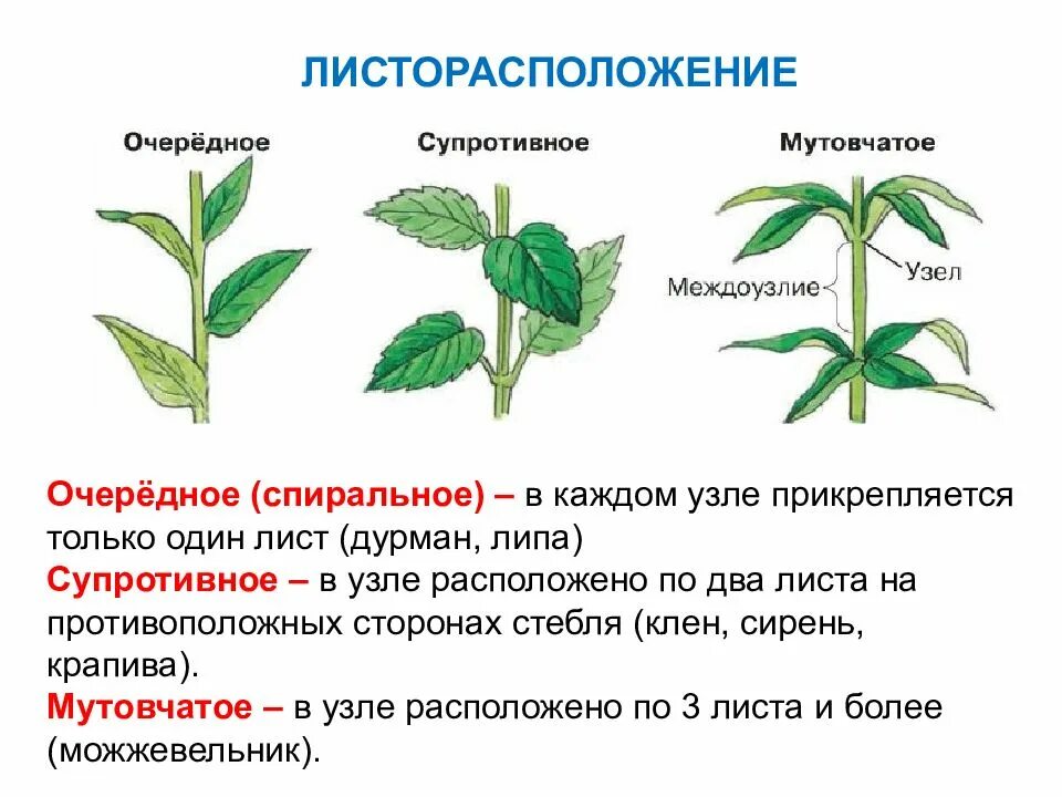 Листья могут располагаться на стебле 6 класс