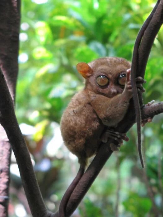 Долгопят рассказ. Лемуры Бохол. Tarsius sangirensis. Заповедник Долгопятов Филиппины. Долгопяты острова Бохол.