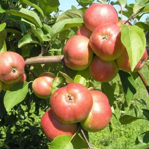 Яблоня летняя коваленковское. Самая сладкая яблоня для подмосковья. Яблоня сорт коваленковское. Яблоня грушовка московская. Сорт яблони шафран.