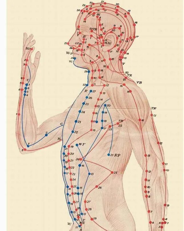 Названия точек человека. Энергетические меридианы человека китайская медицина. Акупунктура меридианы тела человека схема. 12 Меридианов в китайской медицине. Схема 12 меридианов акупунктуры.