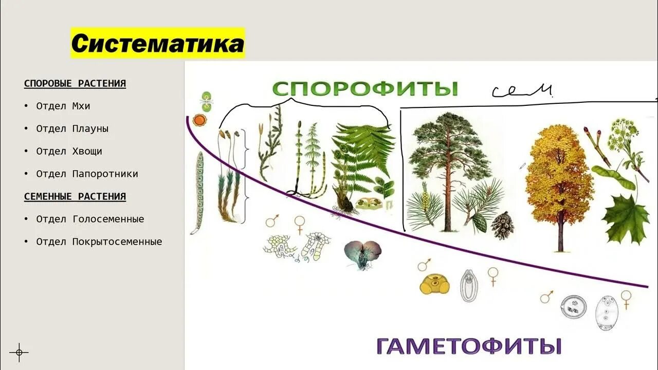 Поколение спорофит имеет. Гаметофит и спорофит у покрытосеменных растений. Спорофит и гаметофит голосеменных растений. Гаметофит голосеменных. Жизненный цикл голосеменных гаметофит и спорофит.