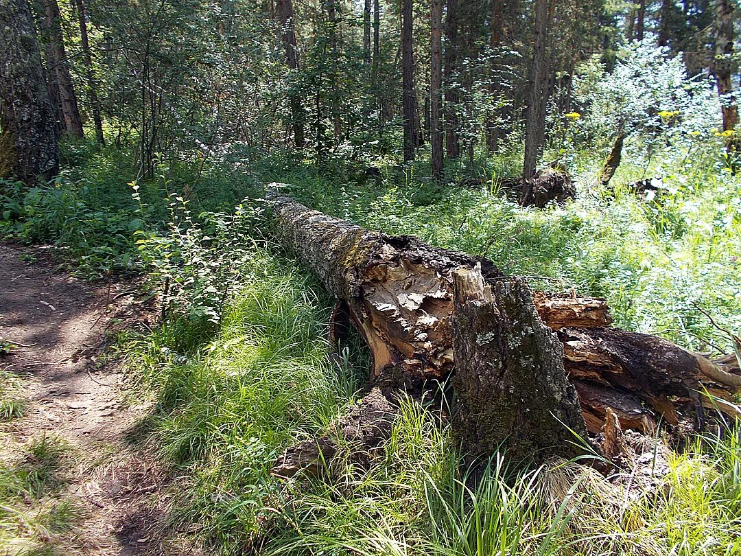 поход за грибами. сухостойный валежник. грибы в лесу опята. какой лес можно собирать. канада кленовый сок.