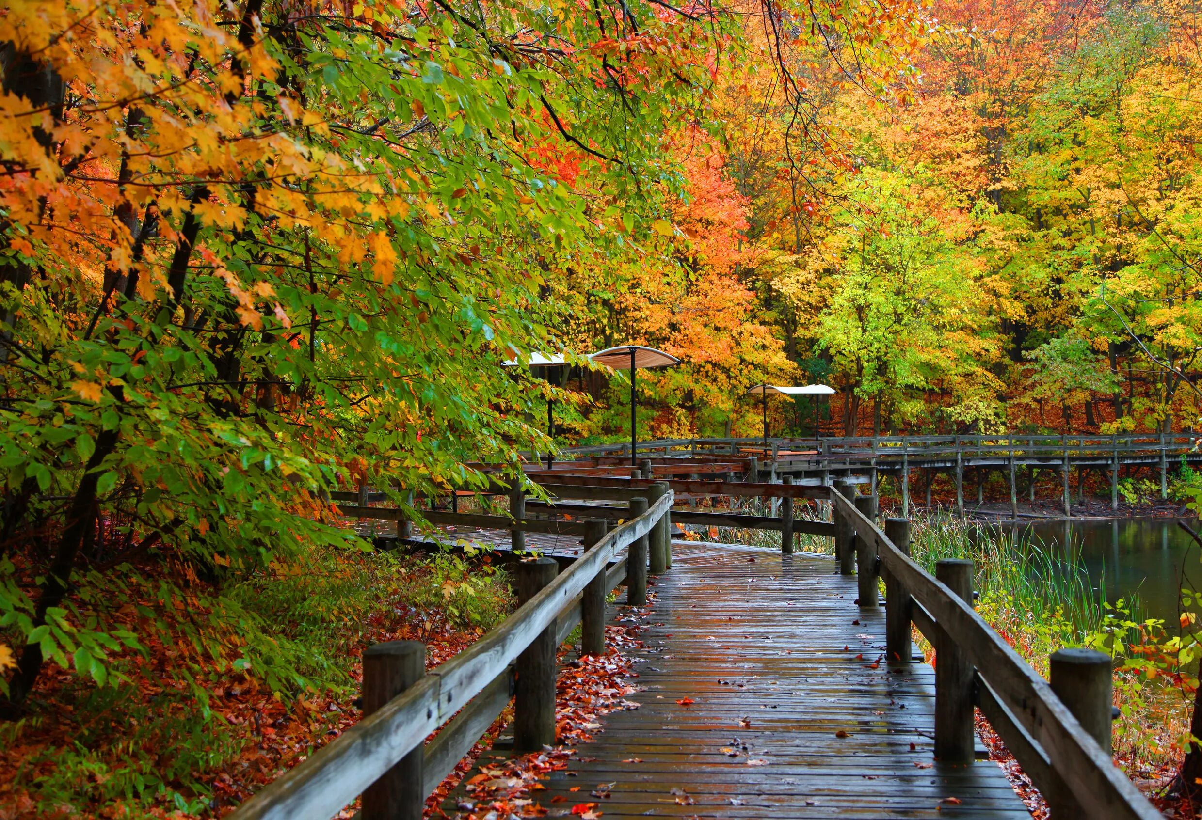 Осенний парк. Осенний мост. Осень мост. Парк осенью.