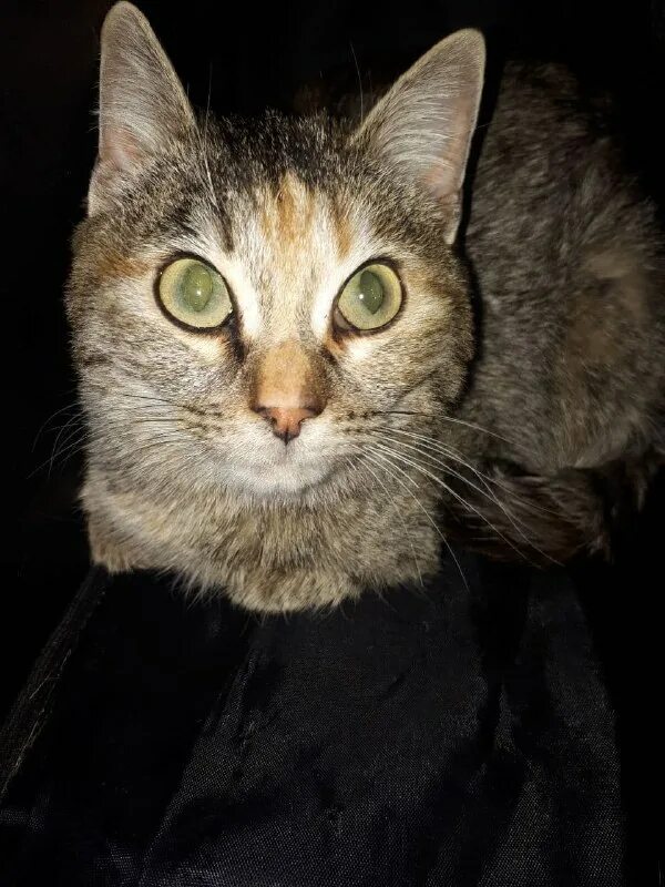 кот барсик кот гибрид мейн куна. рыжие коты подростки. рыжий кот зеленогорск красноярского. рыжий кот гладкий. рыжий кот.