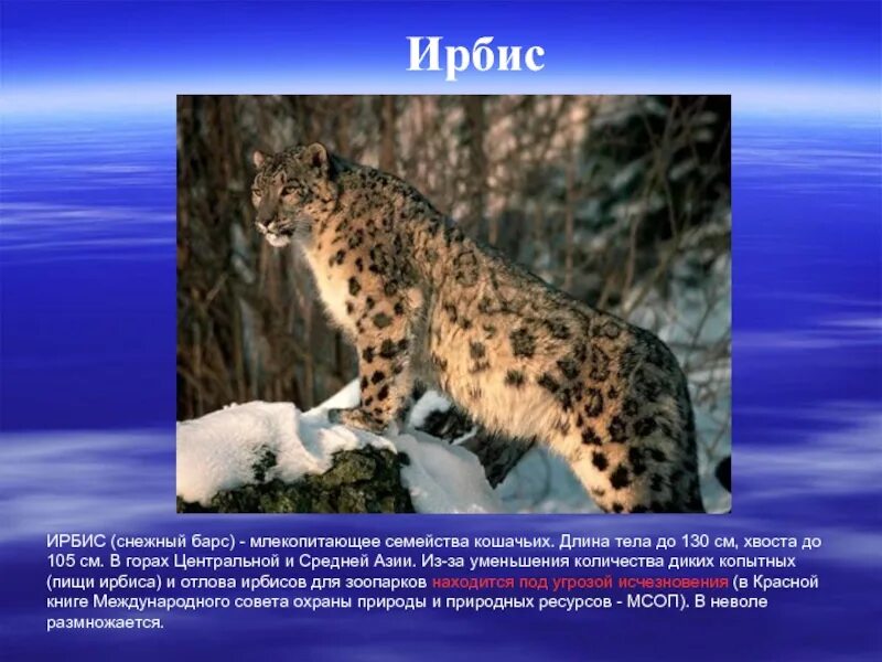 Сколько действует барс. Красная книга России. Животные. Редкие животные красной книги. Животные красной книги картинки. Животные из красной КГЕ.