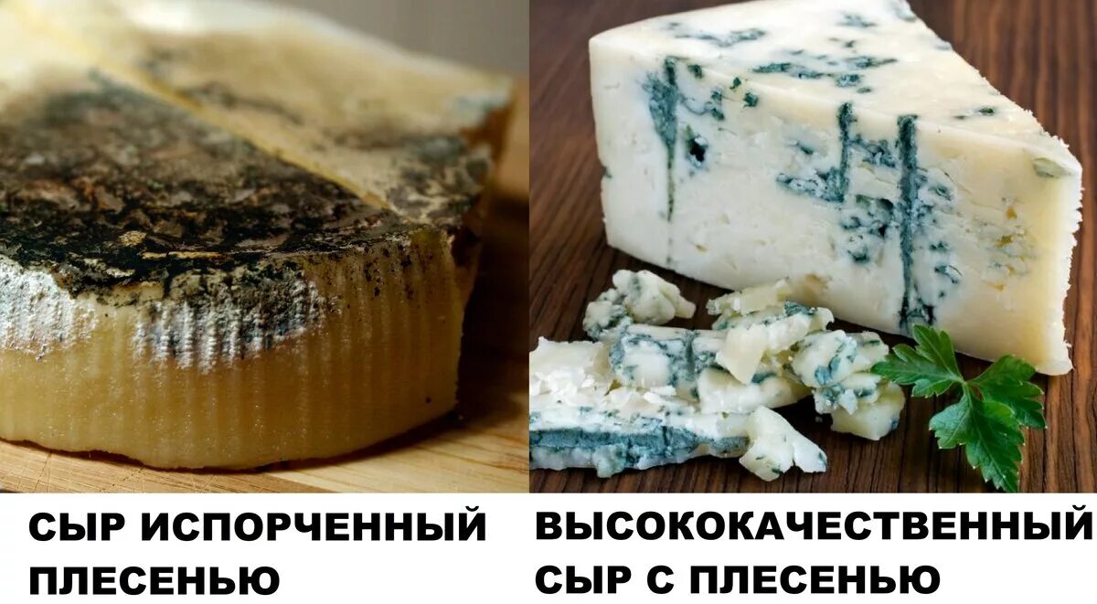 Заплесневевший сыр можно есть. Сыр камамбер испорченный. сыр с плесенью. сыры с плесенью. сыр с плесенью испортился.