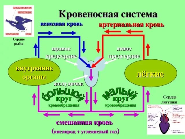 Круги кровообращения лягушки схема. Круги кровообращения земноводных схема. Малый круг кровообращения лягушки схема. Схема лягушки малого круга кровообращения.