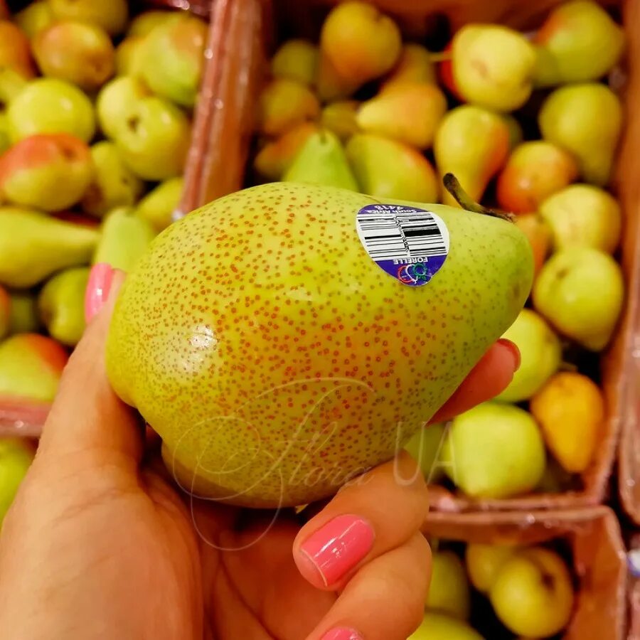 Сорт груши форель. Груша форель. Груша форель чили. Груши кармен. Груша конференц.