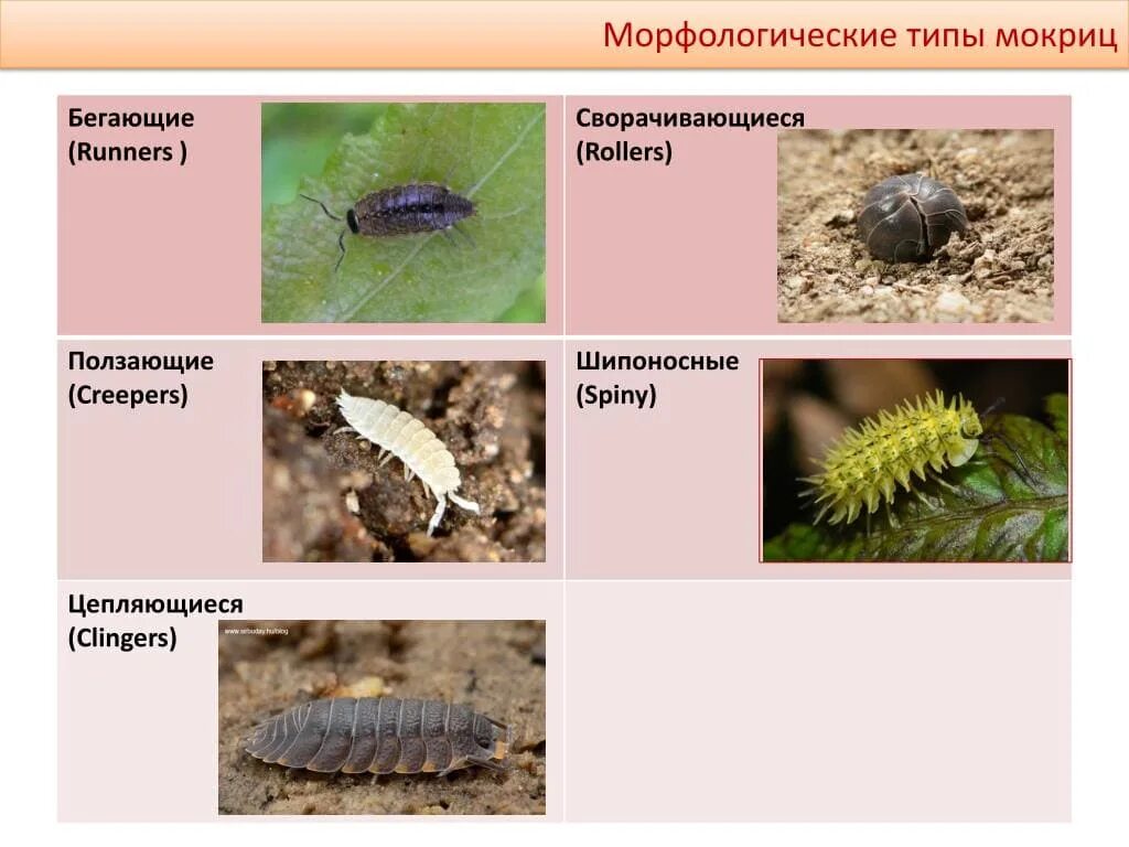 Мокрица классификация. Мокрицы обитают в почве. Разновидности мокриц. Жизненный цикл мокрицы.