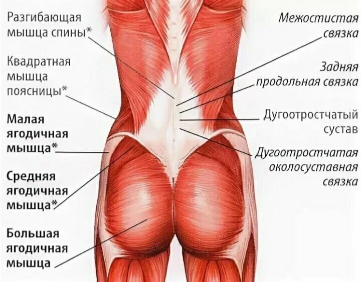 Чуть ниже спины. Ягодичные мышцы. Ягодичные мышцы таза. Мышцы ниже ягодиц.