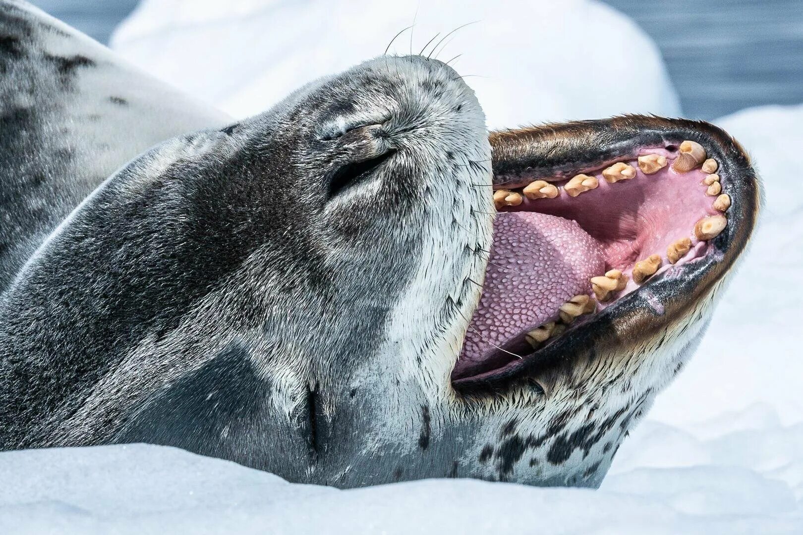 Фото морского леопарда. Морской леопард. Морской леопард в Антарктиде. Морской леопард Северный Ледовитый океан. Морской леопард и тюлень.